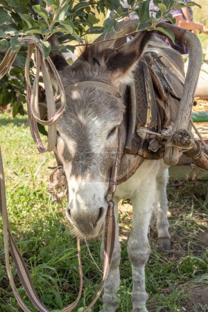 Téléchargez les photos : L'âne attelé à un chariot en bois se cache à l'ombre d'un arbre. Gros plan - en image libre de droit