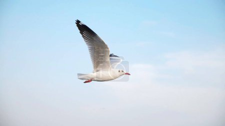 Téléchargez les photos : Mouette solitaire volant au-dessus de la côte océanique dans un beau ciel bleu. Concept de liberté - en image libre de droit