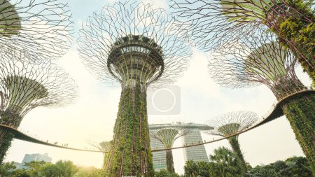 Foto de Singapur - 23 de septiembre de 2022: El Supertree Grove en Gardens by the Bay en Singapur - Imagen libre de derechos