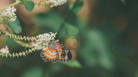 Photo for Butterfly perched on a tree with white flowers eating flower pollen. Broken winged butterfly represents beauty. that doesn't have to be perfect - Royalty Free Image