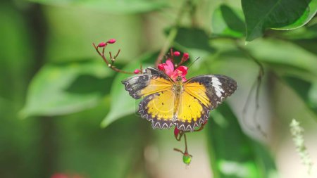Foto de Mariposa negra y naranja chupando néctar de flores rojas. Mariposa alada rota representa la belleza. que no tiene que ser perfecto - Imagen libre de derechos