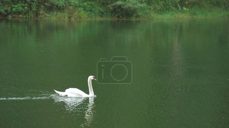 Foto de Cisne en el lago más grande aves voladoras, incluyendo el cisne mudo, cisne trompetista, y cisne whooper - Imagen libre de derechos
