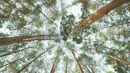 Téléchargez les photos : Plan grand angle, vue tournante des arbres dans la forêt. Par le soleil de midi - en image libre de droit