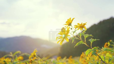 Téléchargez les photos : Gros plan de la fleur jaune, Bua tong fleur dans le champ de fleurs et le ciel au coucher du soleil - en image libre de droit