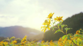Close up shot of yellow flower, Bua tong flower in flower field and sky at sunset Poster #655517780