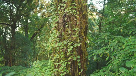 Téléchargez les photos : Un vieil arbre dans une forêt tropicale couverte de vignes et de feuilles vertes - en image libre de droit