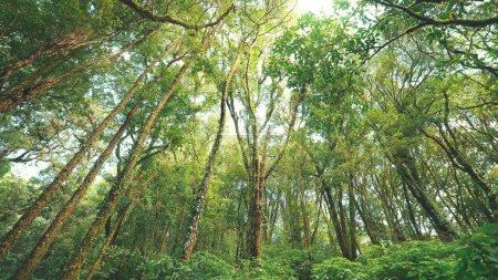 Foto de Bosque de pinos silvestres con musgo verde bajo árboles hermoso soleado y amanecer en el bosque - Imagen libre de derechos