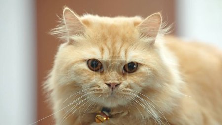 Téléchargez les photos : Le chat persan s'accroupit avec la paix en regardant Camara - en image libre de droit