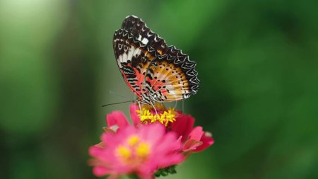 Téléchargez les photos : Gros plan papillons s'envolent loin des fleurs roses après l'alimentation et le fond bleu - en image libre de droit