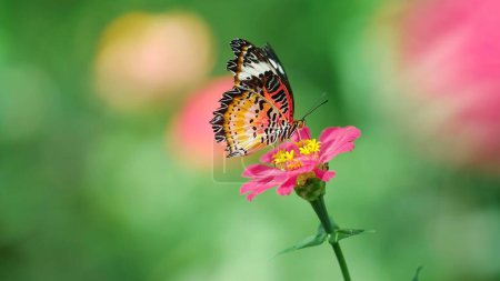 Foto de Mariposa negra y naranja chupando néctar de flores rosadas y tiene un fondo borroso verde - Imagen libre de derechos
