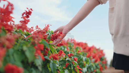 Foto de Mano de mujer caminando en campos de flores y tocando suavemente las flores, flores rojas de salvia - Imagen libre de derechos