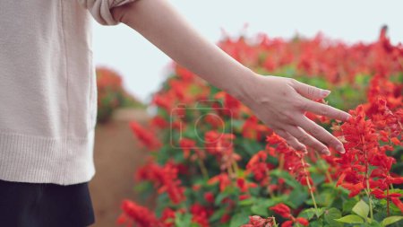 Téléchargez les photos : Main de femme marchant dans les champs de fleurs et touchant doucement les fleurs, fleurs de salvia rouge - en image libre de droit