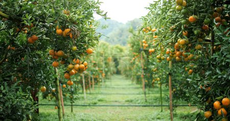 Téléchargez les photos : Tangerine ou mandarine orange sur l'arbre dans le jardin. Oranges fraîches, Fruits - en image libre de droit