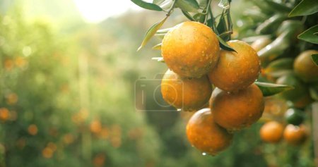 Téléchargez les photos : Orangers aux fruits, plantation d'orangers. oranges fraîches sur l'arbre, jardin de Tangerine - en image libre de droit