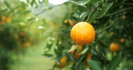 Téléchargez les photos : Fermer les orangers avec des fruits, plantation d'orangers. oranges fraîches sur l'arbre, jardin de Tangerine - en image libre de droit