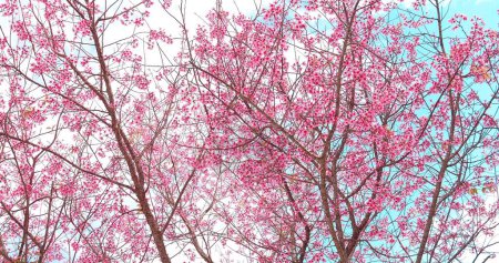 Foto de Hermosa cereza del Himalaya salvaje (Prunus cerasoides), flores florecientes de Prunus cerasoides rosadas en primavera en día brillante en el norte de Tailandia - Imagen libre de derechos