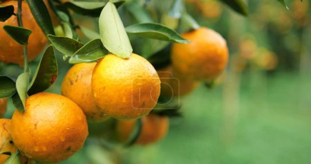 Foto de Cerca de naranjos con frutas, plantación de naranjos. naranjas frescas en el árbol, jardín del árbol de mandarina - Imagen libre de derechos