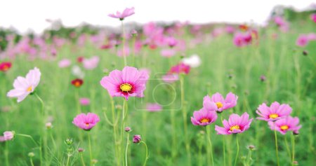 Photo for Beautiful pink cosmos flower blooming and blowing in autumn, Blossom or bloom background - Royalty Free Image