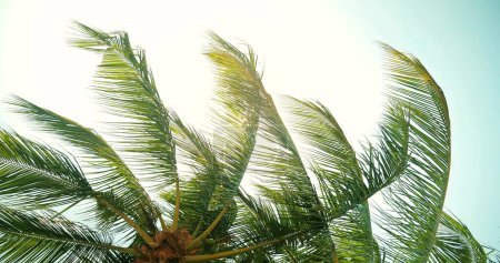 Téléchargez les photos : Les feuilles de cocotier flottant dans le vent et l'arrière-plan est un ciel lumineux - en image libre de droit