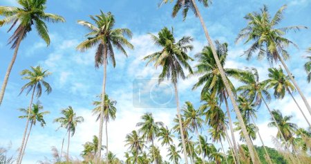 Photo for Tropical coconut palm trees bottom view. Look up of green palm trees with blue sky summer background - Royalty Free Image