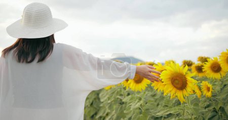 Téléchargez les photos : Vue arrière de la femme touchant un tournesol, fleur jaune profiter dans la nature. Bonne vie, évasion touristique pour se reposer sur les vacances au champ de tournesol - en image libre de droit