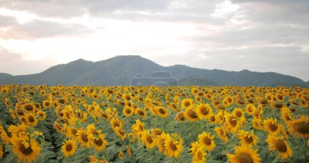 Téléchargez les photos : Vue sur la montagne et le tournesol, champ de fleurs jaunes dans le magnifique coucher de soleil du soir - en image libre de droit