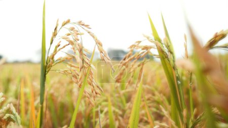 Téléchargez les photos : Fermez la rizière mûre. Plante de riz avec les oreilles vertes de riz est en croissance. Contexte naturel - en image libre de droit