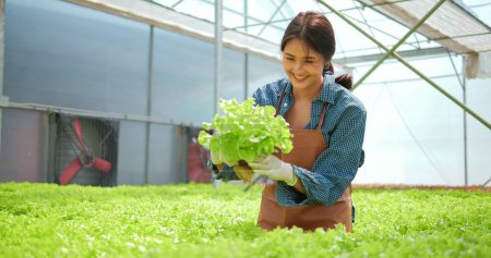 Foto de Verduras frescas, concepto de comida saludable y vegana. Mujer asiática propietaria de granja o agricultora cosechando lechuga orgánica en granja de vegetales hidropónicos - Imagen libre de derechos