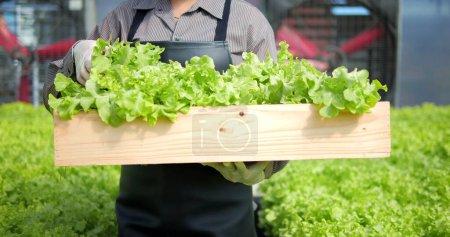 Photo for Organic hydroponics vegetable farm, Healthy and vegan food concept. Organic lettuce in basket. Focused green oak vegetable in basket at greenhouse hydroponic organic - Royalty Free Image