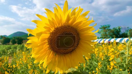 Photo for Close up beautiful sunflower on sunny day with natural background. Bright yellow sunflower in field - Royalty Free Image
