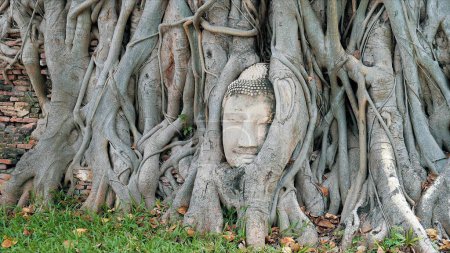 Foto de Ayutthaya buddha cabeza en las raíces de los árboles, templo budista Wat Mahathat en Tailandia. Increíble concepto de viaje Tailandia - Imagen libre de derechos