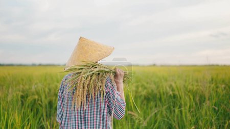 Téléchargez les photos : Vue de dos de agricultrice asiatique âgée en chapeau de paille tenant du riz sur les épaules tout en marchant dans les rizières. Fermier en chapeau de paille tenant du riz pendant la saison de récolte - en image libre de droit