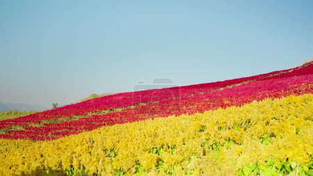 Photo for Beautiful mountain view and colorful flowers red and yellow on sunny day. Celosia plumosa or Pampas Plume Celosia flowers blooming in the garden. Landscape backgrounds. Nature concept - Royalty Free Image