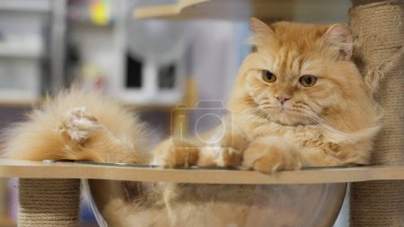 Téléchargez les photos : Le chat persan s'accroupit heureux et se sent en sécurité dans sa région natale - en image libre de droit