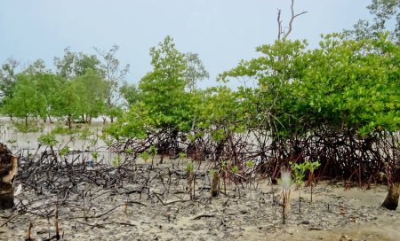 Blick auf Avicennia Bäume und Atemwurzeln am Bangka Strand