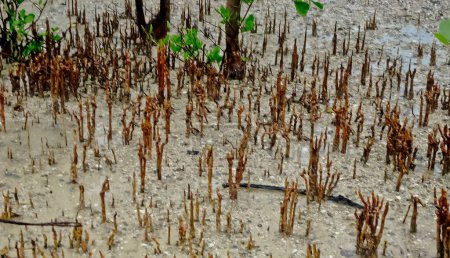 Blick auf Avicennia Bäume und Atemwurzeln am Bangka Strand