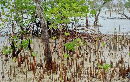vue sur les arbres d'avicennia et les racines du souffle sur la plage de Bangka