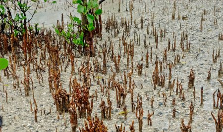 vista de los árboles de avicennia y raíces del aliento en la playa de Bangka