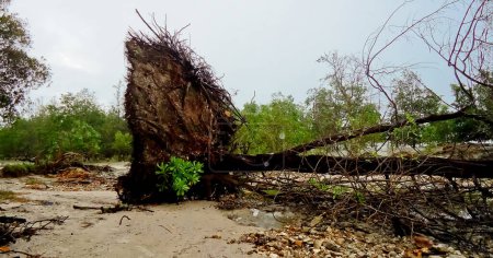 Blick auf von Küstenerosion betroffene Mangrovenbäume