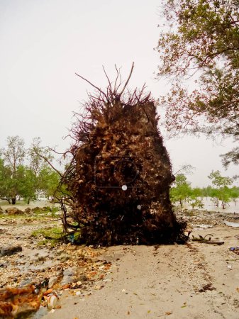 Blick auf von Küstenerosion betroffene Mangrovenbäume