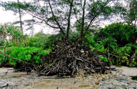 vista de los manglares afectados por la erosión costera