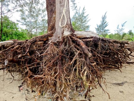 vue sur les mangroves affectées par l'érosion côtière