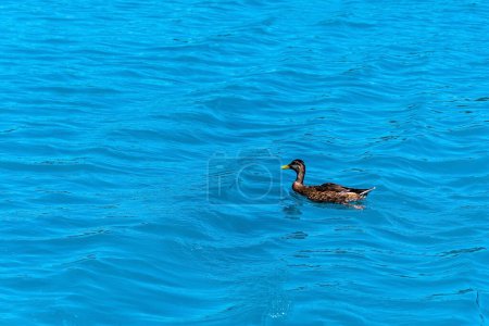 Téléchargez les photos : Canard nageant dans un lac avec de belles eaux bleues. - en image libre de droit