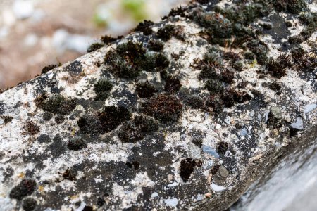 Foto de Brown stone moss. Stone covered with a beautiful moss. - Imagen libre de derechos