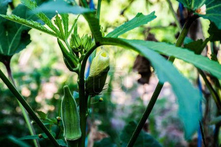 Téléchargez les photos : Okra or Okro, Abelmoschus esculentus, known as ladies' fingers or ochro, is a flowering plant in the mallow family. - en image libre de droit