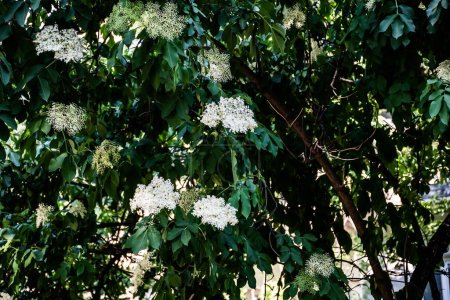 Sambucus is a genus of flowering plants in the family Adoxaceae. The various species are commonly called elder or elderberry.