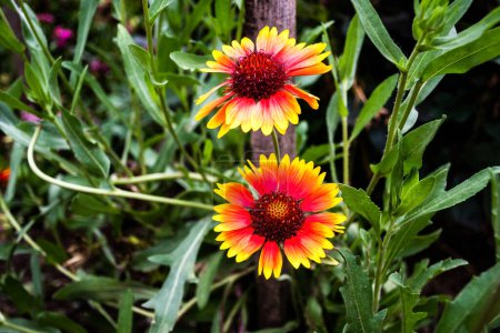 Gaillardia pulchella (firewheel, Indian blanket, Indian blanketflower, or sundance) is a North American species of short-lived perennial or annual flowering plants in the sunflower family.