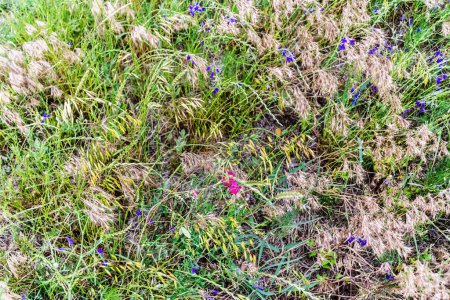 Téléchargez les photos : Consolida regalis (larkspur fourchu) et Lathyrus (peavines ou vesces) fleurs et mauvaises herbes sèches. - en image libre de droit