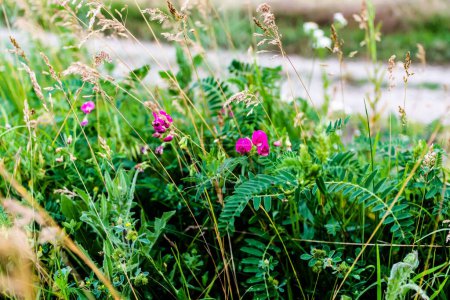 Téléchargez les photos : Lathyrus flowers, known as peavines or vetchlings and dry weeds. - en image libre de droit