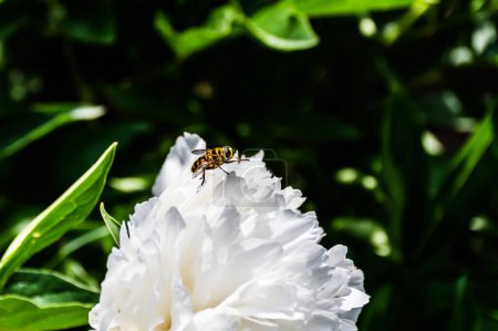 Photo for Blooming white peonies surrounded by leaves in the garden and a wasp inside the flower. - Royalty Free Image
